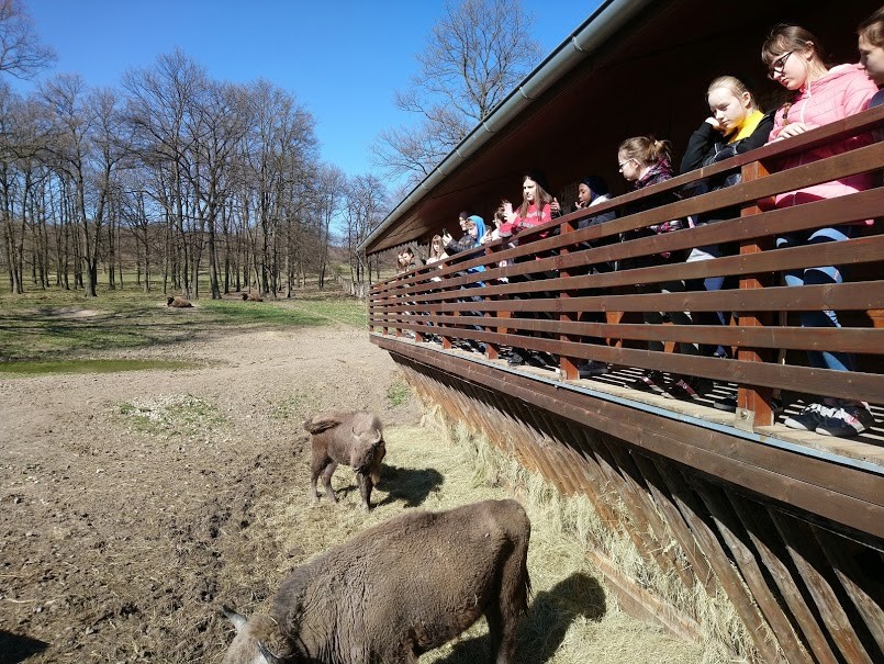 Pupils looking at the Bison at Topoľčianky Bison Park