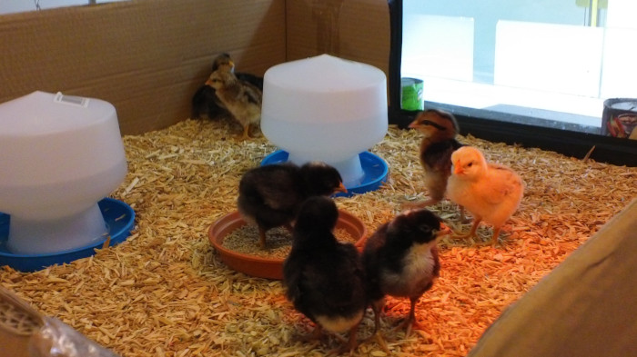 Recently hatched chicks